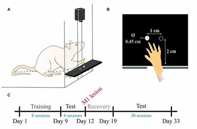 Automated Assessment of Endpoint and Kinematic Features of Skilled Reaching in Rats